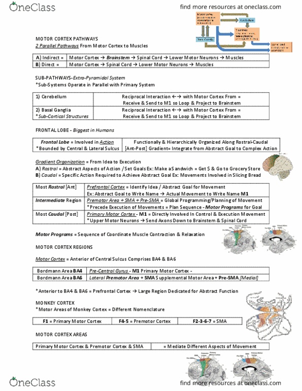 ANAT 321 Lecture Notes - Lecture 16: Lesion, Supplementary Motor Area, Intermediate Region thumbnail