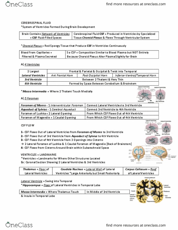 ANAT 321 Lecture Notes - Lecture 24: Agnosia, Fornix (Neuroanatomy), Nmda Receptor thumbnail
