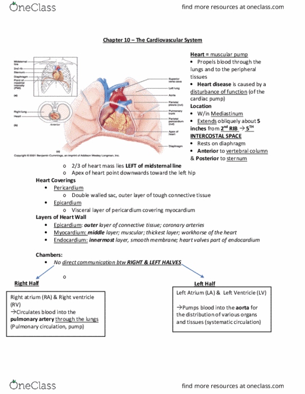 ENH 220 Lecture Notes - Lecture 10: Venous Blood, Superior Vena Cava, Diastole thumbnail