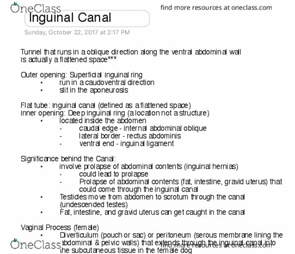 VIBS 305 Lecture Notes - Lecture 15: Abdominal Internal Oblique Muscle, Inguinal Canal, Vas Deferens thumbnail