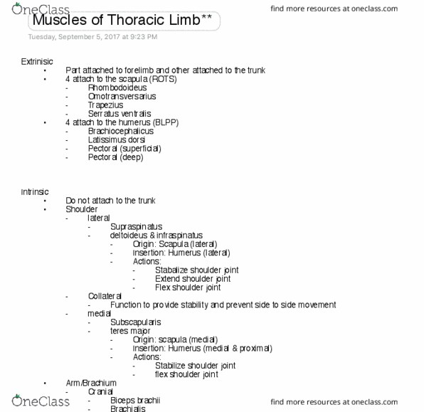 VIBS 305 Lecture Notes - Lecture 6: Triceps Brachii Muscle, Shoulder Joint, Brachialis Muscle thumbnail