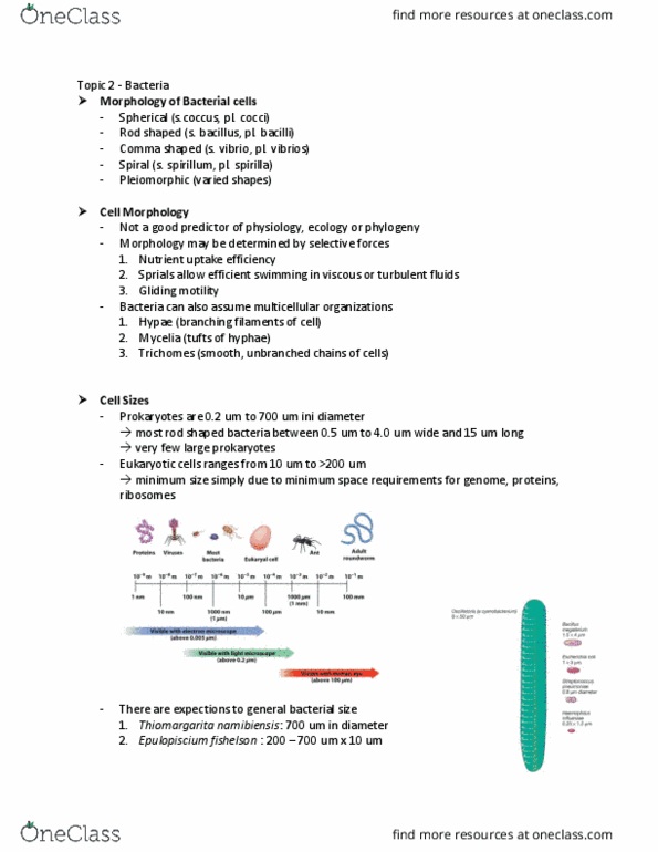 BIOL240 Lecture Notes - Lecture 2: Ftsz, Jerky, Dd-Transpeptidase thumbnail