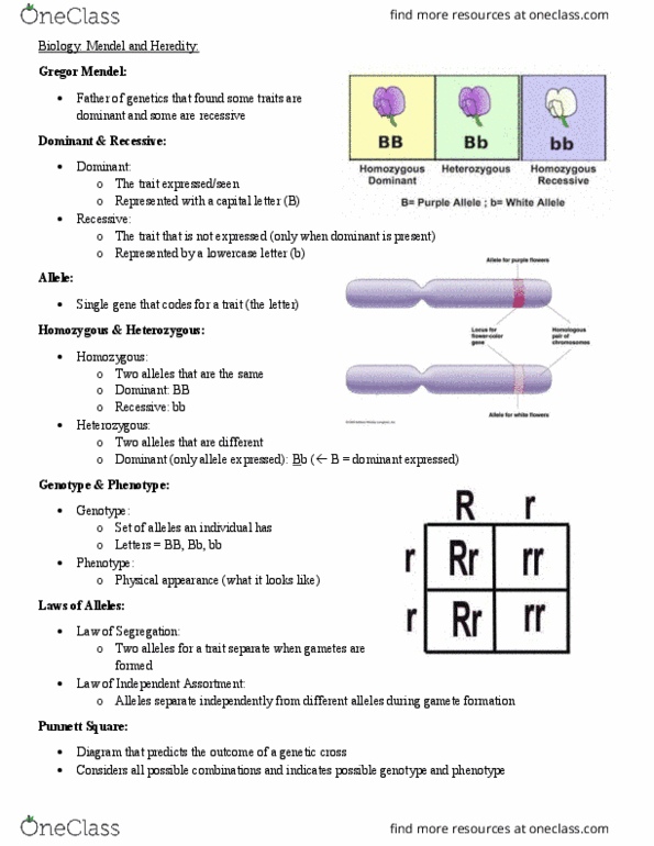 ZOOL 115 Lecture Notes - Lecture 1: Gregor Mendel, Punnett Square, Zygosity thumbnail