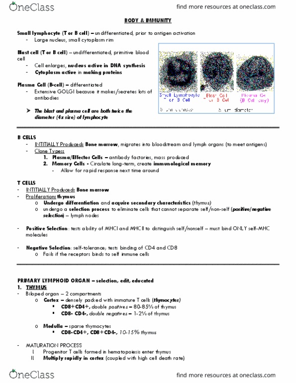BIO 447 Lecture Notes - Lecture 14: Pharynx, Stratified Squamous Epithelium, Lymphoblast thumbnail