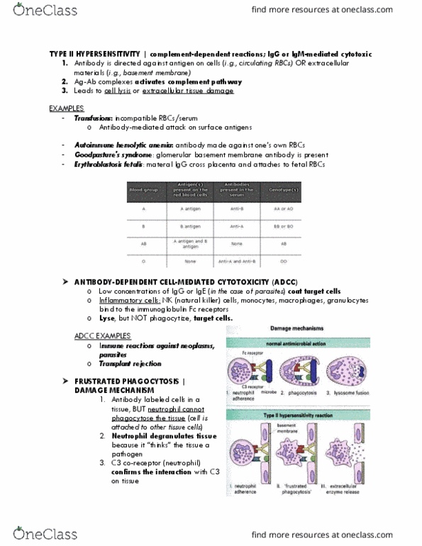 BIO 447 Lecture Notes - Lecture 11: Hyperthyroidism, Autoantibody, Pernicious Anemia thumbnail