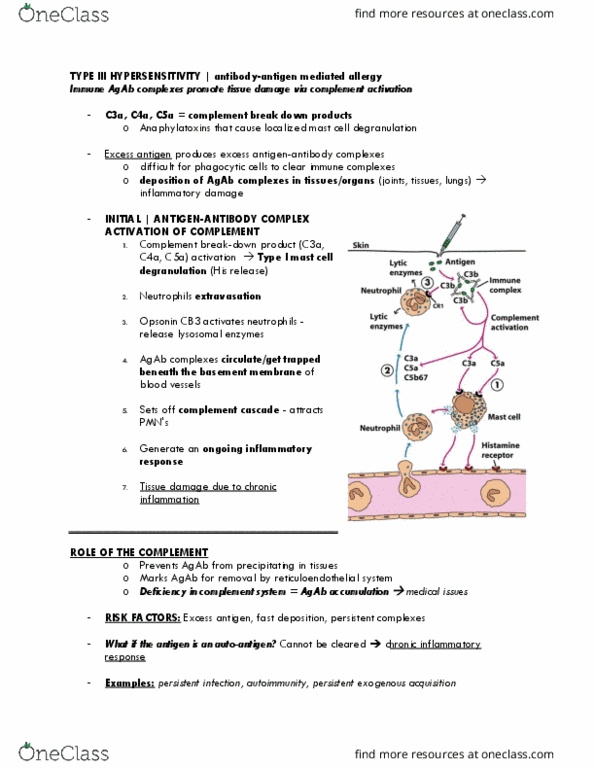 BIO 447 Lecture Notes - Lecture 12: Serum Sickness, Type Iii Hypersensitivity, Rheumatoid Arthritis thumbnail