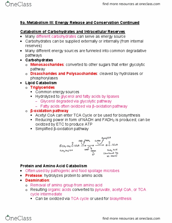 BIOL 228 Lecture Notes - Lecture 15: Chemosynthesis, Electron Acceptor, Nitrosomonas thumbnail