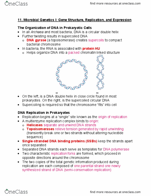 BIOL 228 Lecture Notes - Lecture 18: Primase, Okazaki Fragments, Cell Cycle thumbnail