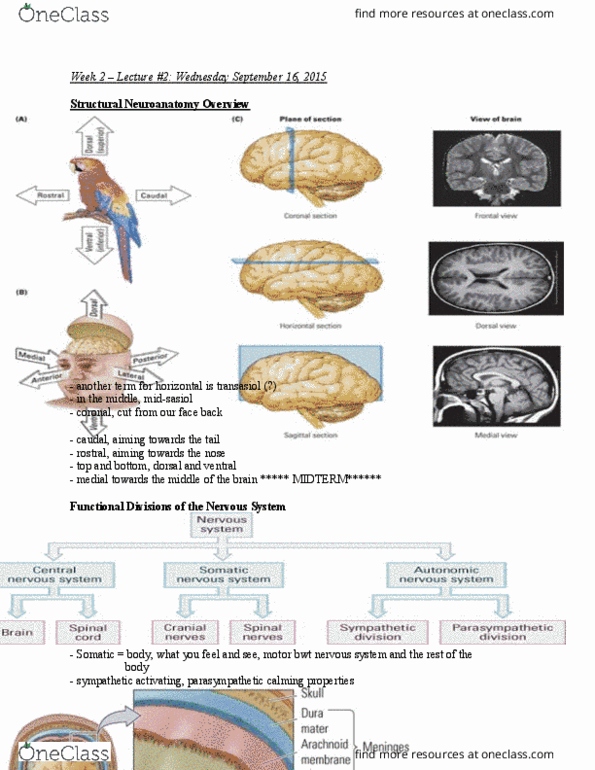 PSYB65H3 Lecture Notes - Lecture 2: Limbic Lobe, Neural Tube, Diencephalon thumbnail