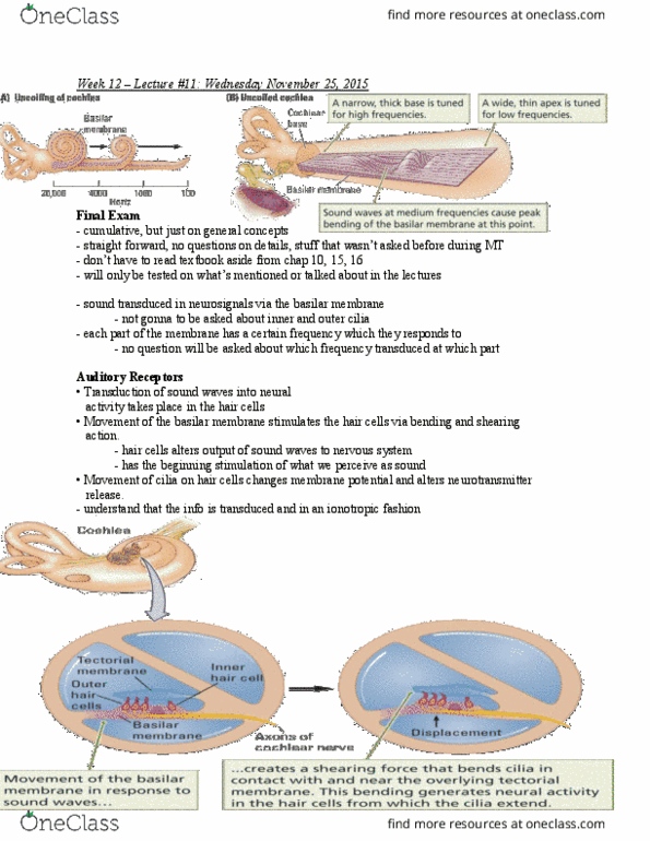 PSYB65H3 Lecture Notes - Lecture 11: Caudate Nucleus, Somatosensory System, Globus Pallidus thumbnail