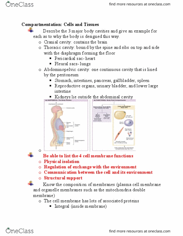 BISC276 Lecture Notes - Lecture 7: Intermembrane Space, Microtubule, Abdominopelvic Cavity thumbnail