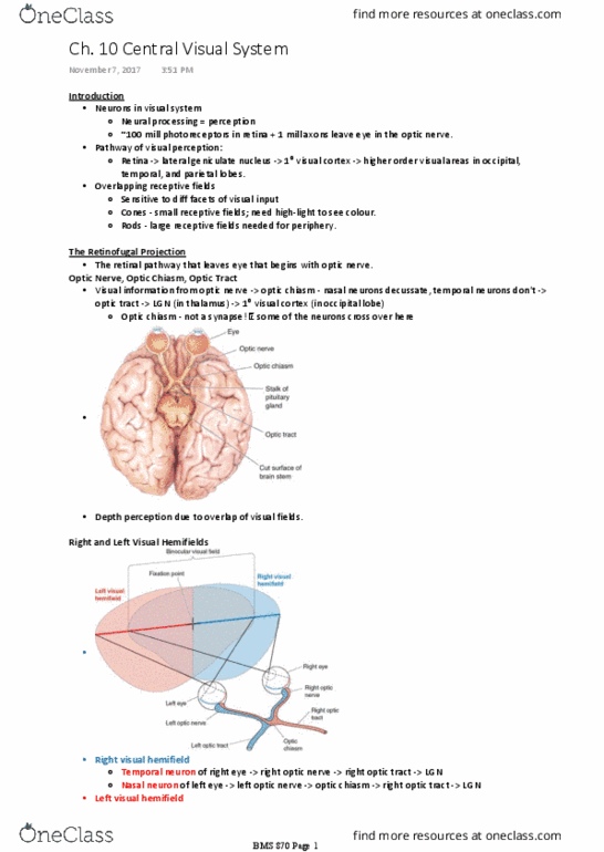 BMS 870 Lecture Notes - Lecture 13: White Matter, Pyramidal Cell, Opponent Process thumbnail