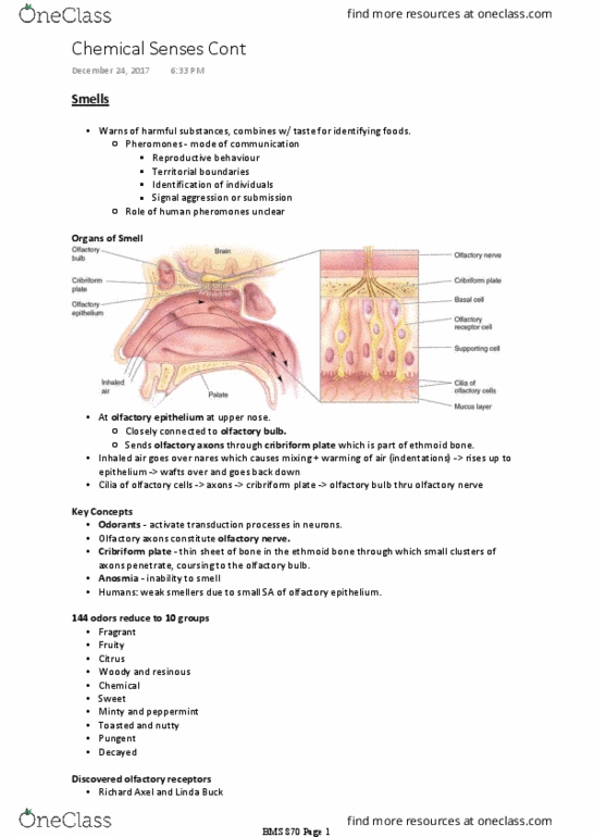 BMS 870 Lecture Notes - Lecture 10: Thalamus, Endocrine System, Olfactory Tract thumbnail