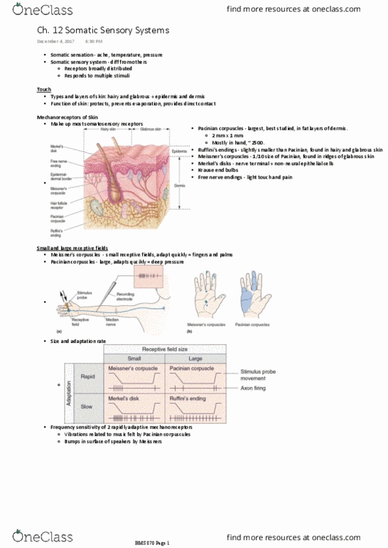 BMS 870 Lecture Notes - Lecture 17: Posterior Grey Column, Trigeminal Nerve Nuclei, Trigeminal Nerve thumbnail