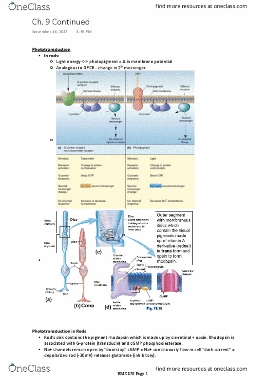 BMS 870 Lecture Notes - Lecture 12: Off Centre, Extraocular Muscles, Lateral Geniculate Nucleus thumbnail