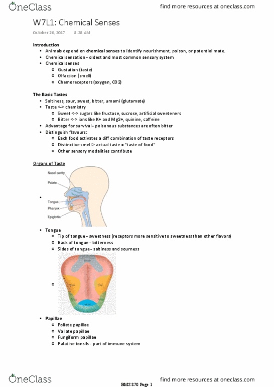 BMS 870 Lecture Notes - Lecture 9: Glossopharyngeal Nerve, Tas1R2, Thalamus thumbnail