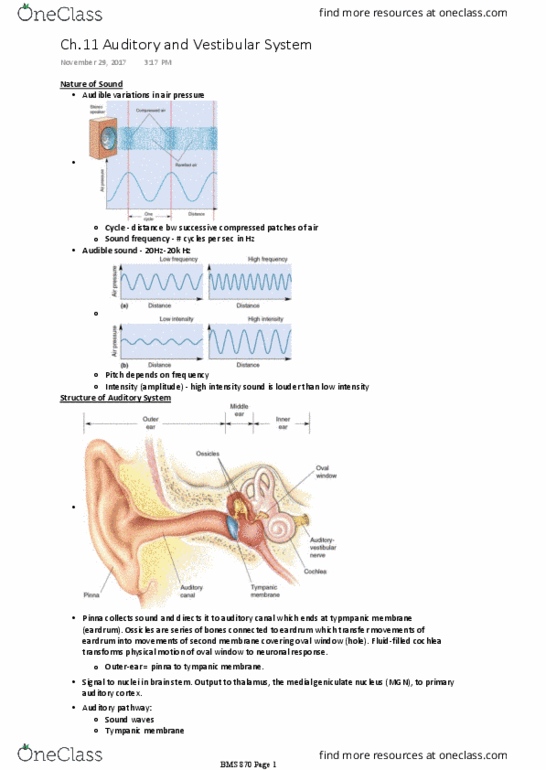 BMS 870 Lecture Notes - Lecture 15: Stapes, Epsp Synthase, Semicircular Canals thumbnail