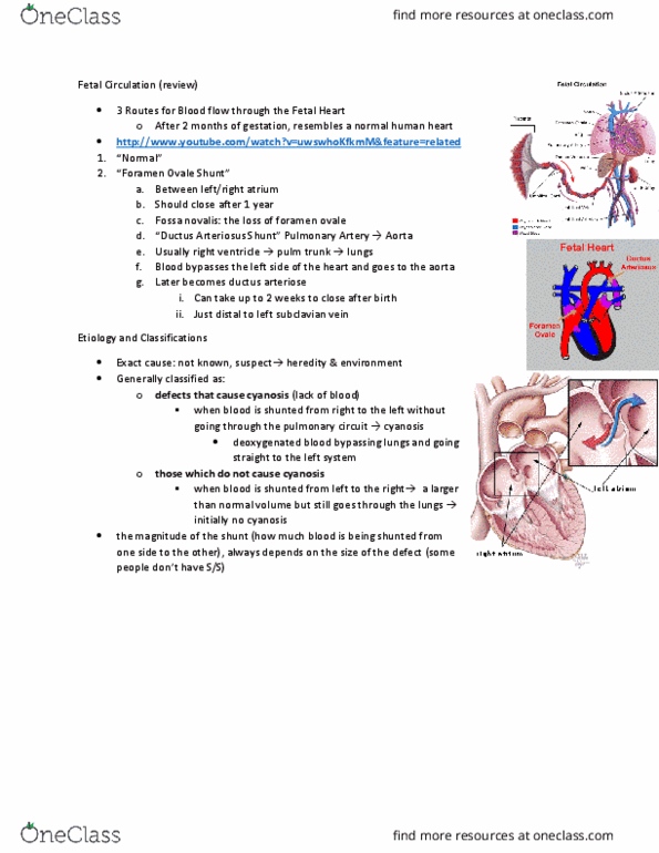 MEDRADSC 3J03 Lecture Notes - Lecture 15: Dextrocardia, Collateral Circulation, Ventricular Septal Defect thumbnail