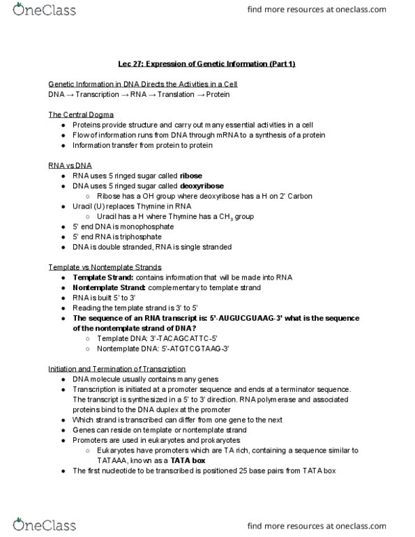 BIOA01H3 Lecture Notes - Lecture 27: Peptide, Primary Transcript, Intron thumbnail