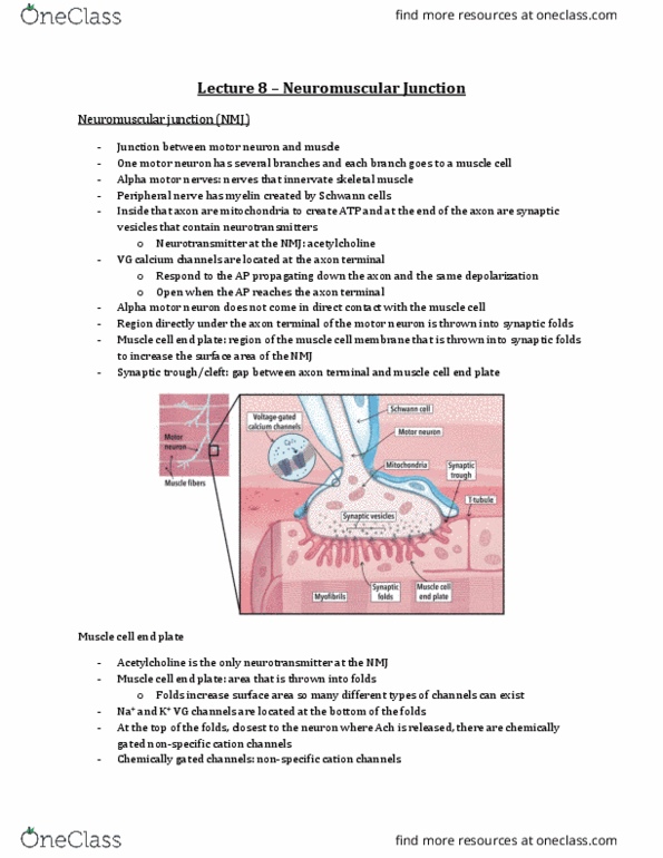 Physiology 3120 Lecture Notes - Lecture 8: Choline, Botulinum Toxin, Myasthenia Gravis thumbnail