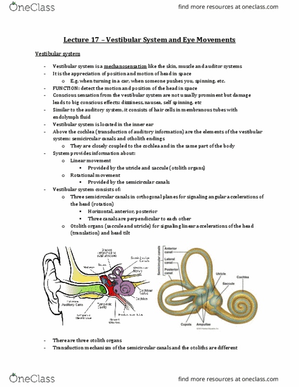 Physiology 3120 Lecture Notes - Lecture 17: Vestibular Nerve, Lesion, Nystagmus thumbnail