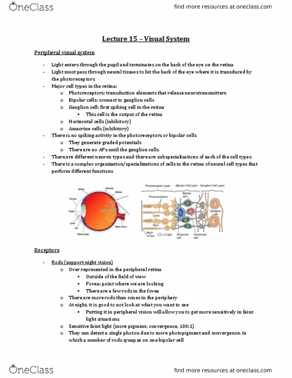 Physiology 3120 Lecture Notes - Lecture 15: Somatosensory System, Cortical Column, Cornea thumbnail