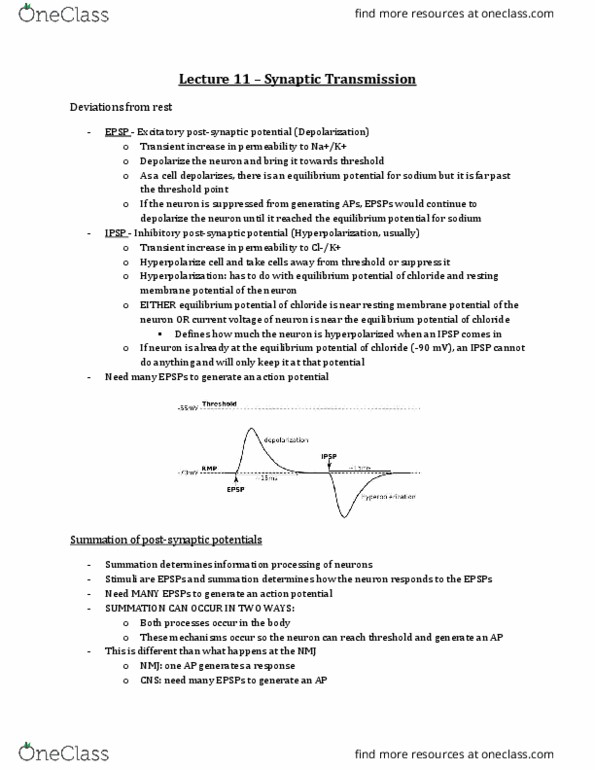 Physiology 3120 Lecture Notes - Lecture 11: Asphyxia, Acetylcholine, Brainstem thumbnail