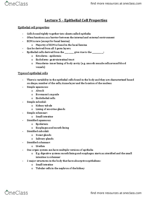 Physiology 3140A Lecture Notes - Lecture 5: Microvillus, Basal Lamina, Salivary Gland thumbnail