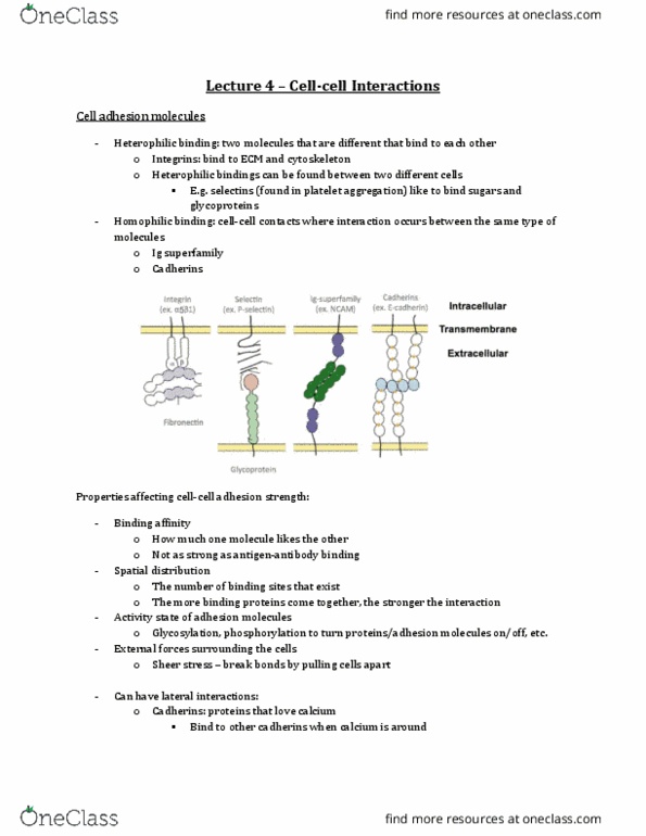 Physiology 3140A Lecture Notes - Lecture 4: Proximal Tubule, Transcellular Transport, Keratin 8 thumbnail