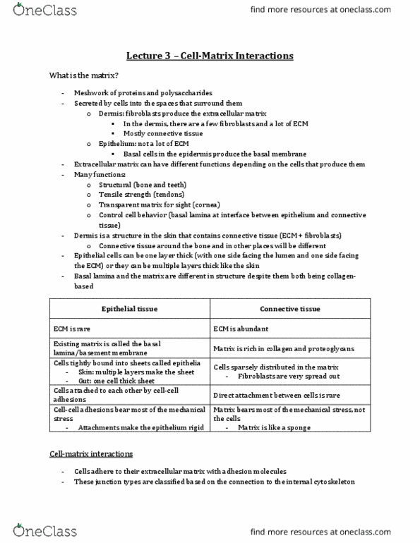 Physiology 3140A Lecture Notes - Lecture 3: Protein Precursor, Angiogenesis, Osteoarthritis thumbnail