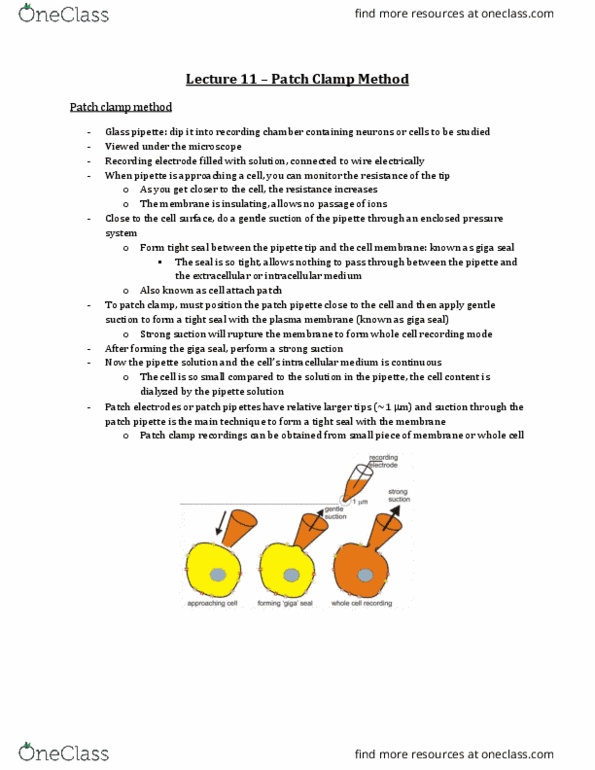 Physiology 3140A Lecture Notes - Lecture 11: Extracellular Fluid, Inside Out Music, Sodium Channel thumbnail