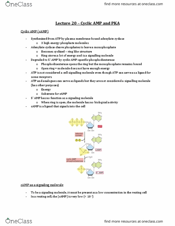 Physiology 3140A Lecture Notes - Lecture 20: Cytoskeleton, Gtpase, Threonine thumbnail