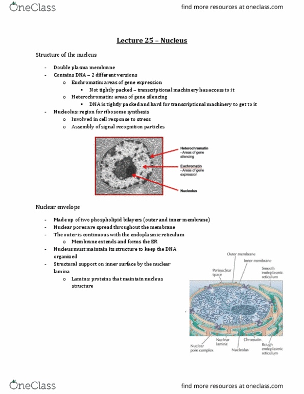 Physiology 3140A Lecture Notes - Lecture 25: Karyopherin, Metastasis, Atherosclerosis thumbnail