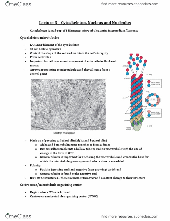 Anatomy and Cell Biology 3309 Lecture Notes - Lecture 3: Lipofuscin, Inner Membrane, 10 Nanometer thumbnail