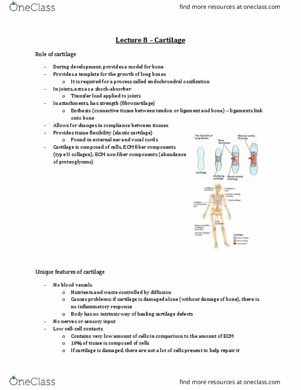 Anatomy and Cell Biology 3309 Lecture Notes - Lecture 8: Keratan Sulfate, Metastasis, Fibrous Joint thumbnail