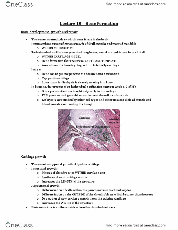 Anatomy and Cell Biology 3309 Lecture Notes - Lecture 10: Calcification, Fetus, Dermal Bone thumbnail