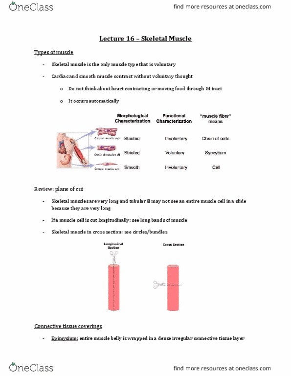 Anatomy and Cell Biology 3309 Lecture Notes - Lecture 16: Troponin T, H&E Stain, Glycogen thumbnail