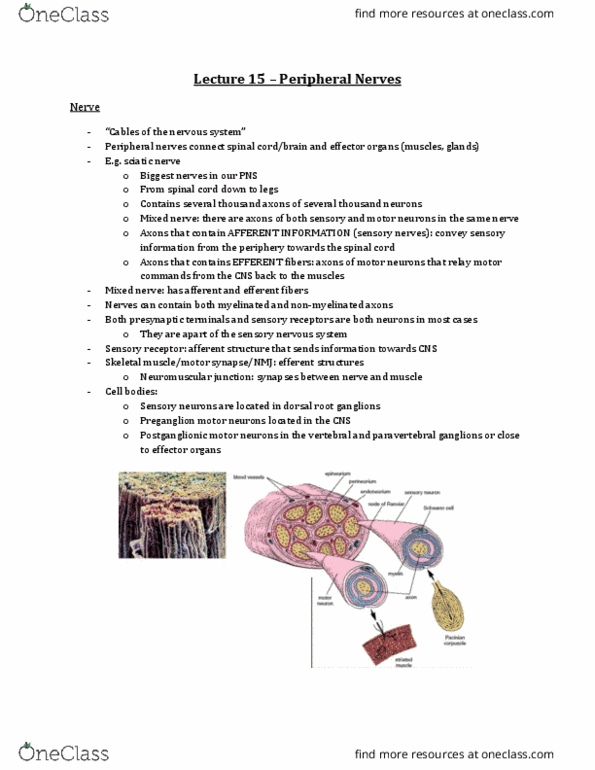 Anatomy and Cell Biology 3309 Lecture Notes - Lecture 15: Cytoskeleton, Perineurium, Saltatory Conduction thumbnail