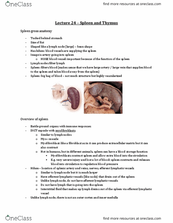 Anatomy and Cell Biology 3309 Lecture Notes - Lecture 24: Intermediate Filament, Splenomegaly, Desmosome thumbnail