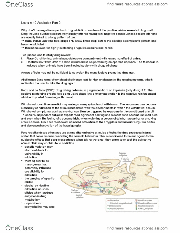 PSY 3142 Lecture Notes - Lecture 10: Neuroimaging, Biological Neural Network, Mesolimbic Pathway thumbnail