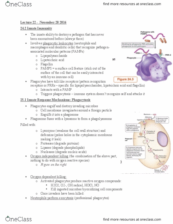 MBIO 1010 Lecture Notes - Lecture 22: Mast Cell, Basophil, Adaptive Immune System thumbnail
