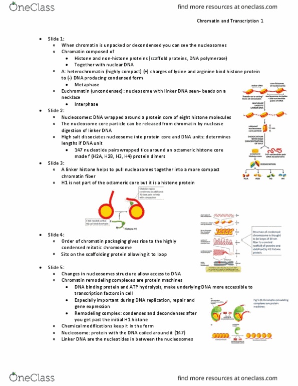 01:146:270 Lecture Notes - Lecture 3: Chromatin Remodeling, Nucleosome, Atp Hydrolysis thumbnail