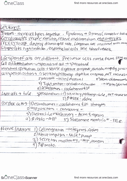 BIOB10H3 Lecture Notes - Lecture 12: Eocene, Tcl thumbnail