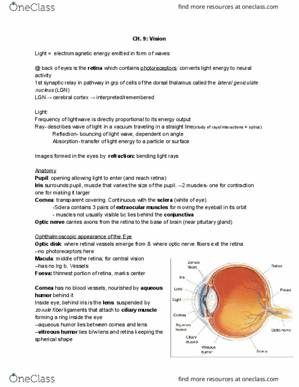 CAS BI 325 Chapter Notes - Chapter 9: Pupillary Light Reflex, Vitreous Body, Aqueous Humour thumbnail