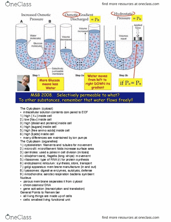 BIO 208 Lecture Notes - Lecture 1: Endoplasmic Reticulum, Golgi Apparatus, Microvillus thumbnail