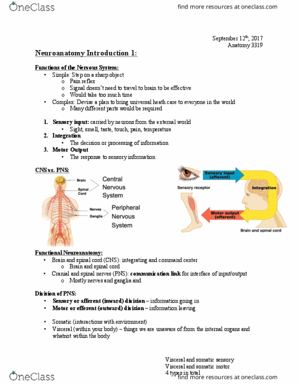 Anatomy and Cell Biology 3319 Lecture Notes - Lecture 2: Autonomic Nervous System, Sympathetic Nervous System, Spinal Nerve thumbnail