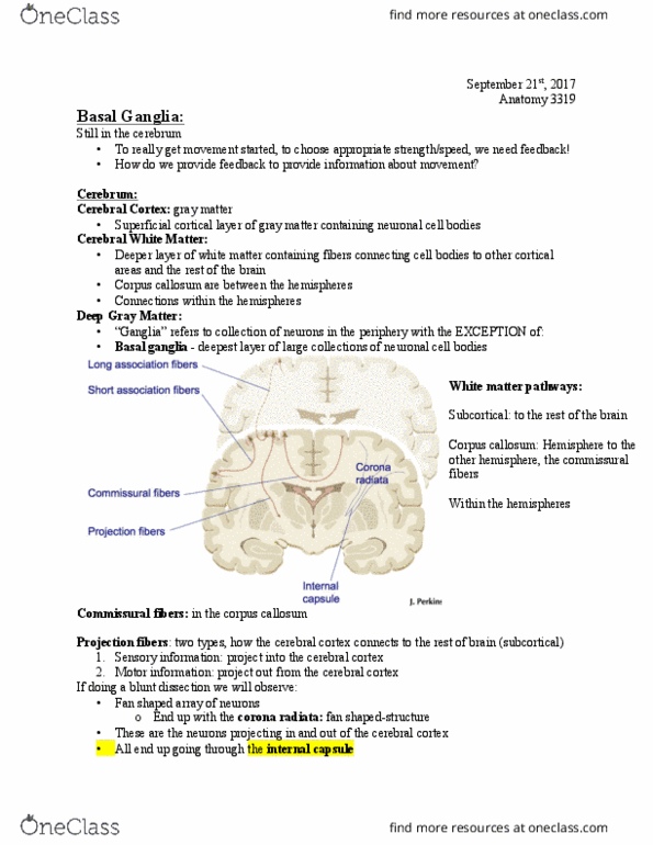 Anatomy and Cell Biology 3319 Lecture Notes - Lecture 5: Basal Ganglia, Corpus Callosum, Auditory Cortex thumbnail