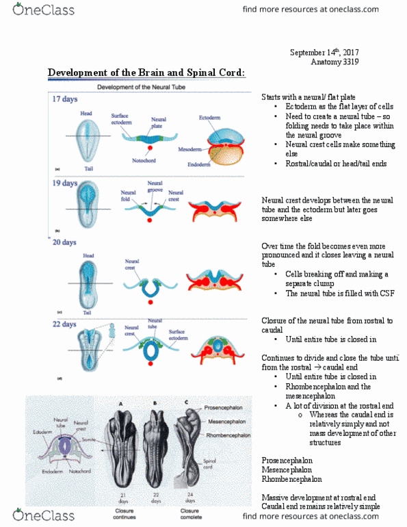 Anatomy and Cell Biology 3319 Lecture Notes - Lecture 3: Spina Bifida, Neural Crest, Neural Groove thumbnail