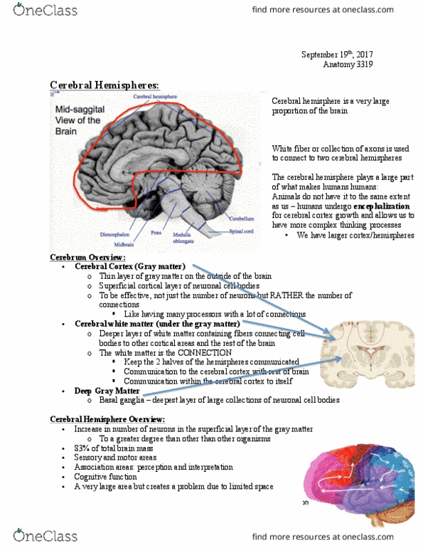 Anatomy and Cell Biology 3319 Lecture Notes - Lecture 4: Cerebral Hemisphere, Insular Cortex, Parietal Lobe thumbnail