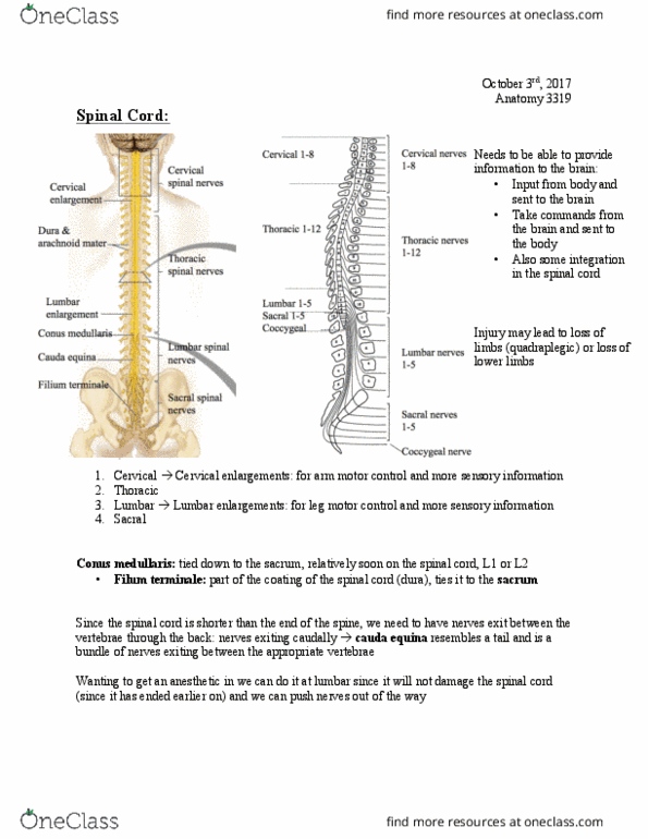 Anatomy and Cell Biology 3319 Lecture Notes - Lecture 8: Cauda Equina, Conus Medullaris, Dorsal Root Ganglion thumbnail